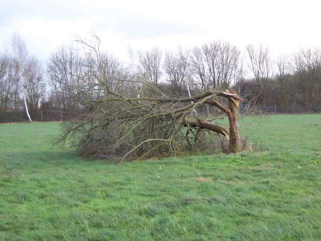 Baum bei Brinkmann