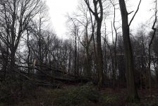 Wald von Brinkmann bei Blumroth